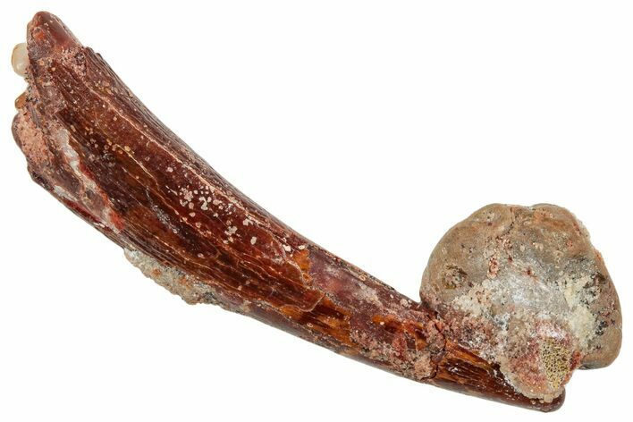 Fossil Pterosaur (Siroccopteryx) Tooth - Morocco #259800